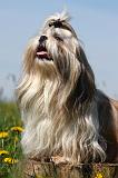 SHIH TZU 295